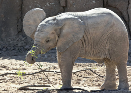 非洲小象玩一根棍子