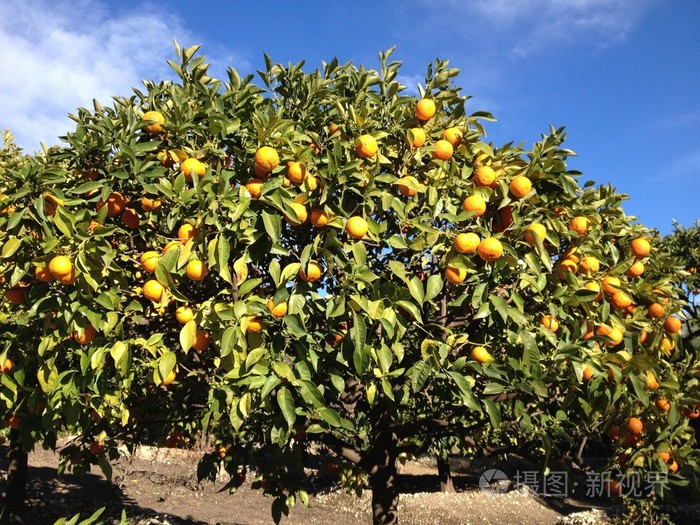 桔子树