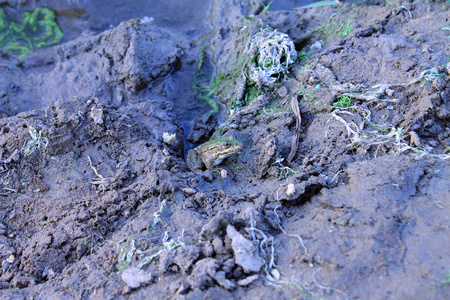 沙漠灰色乌鸦坐在一个张开的嘴里黑乌鸦呱呱叫湖泊的青蛙坐在手工绘制