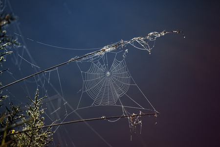 闪亮的蜘蛛网