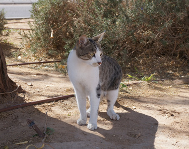 巷子里的猫