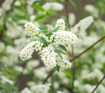 白樱桃花