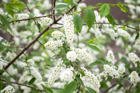 白樱桃花