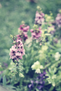 紫丹参鲜花