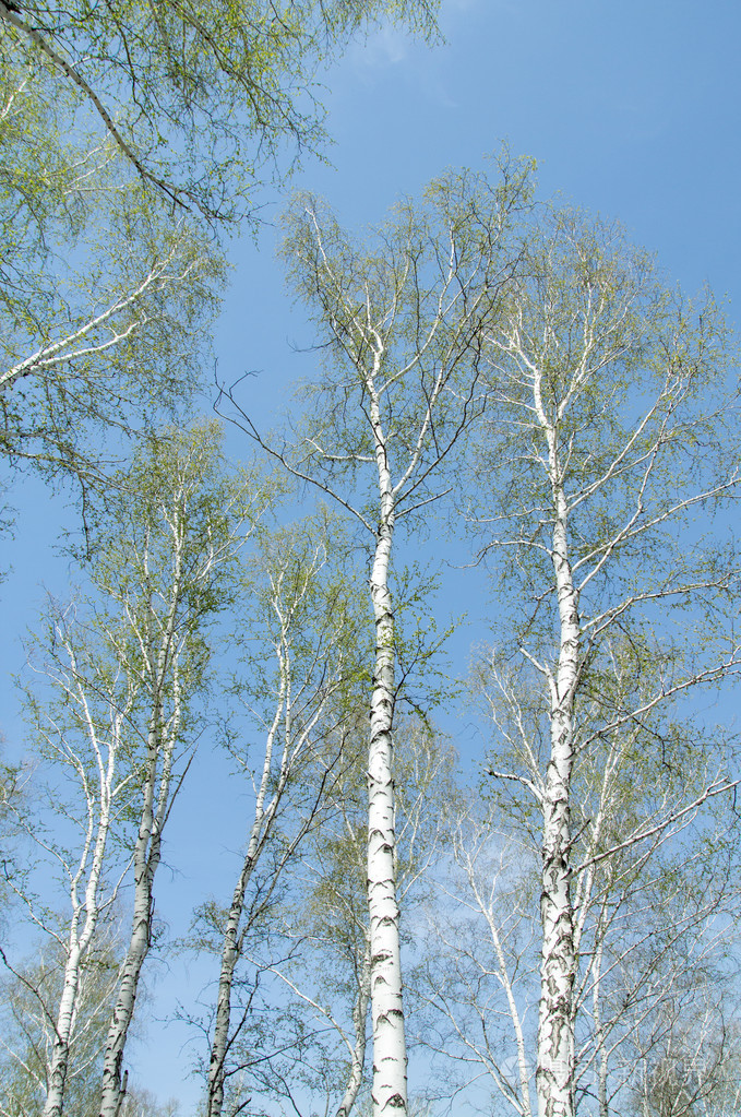 春天白桦林