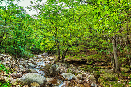 在韩国山林河