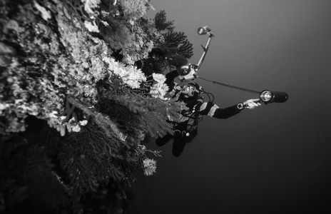 水下摄影师和红色柳珊瑚