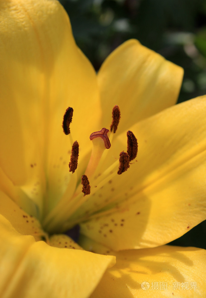 里面一朵百合花黄莉莉雄蕊的特写