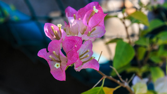 在花园中绽放的粉红色的花, 花卉背景