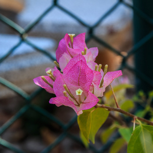 在花园中绽放的粉红色的花, 花卉背景