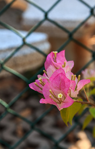 在花园中绽放的粉红色的花, 花卉背景