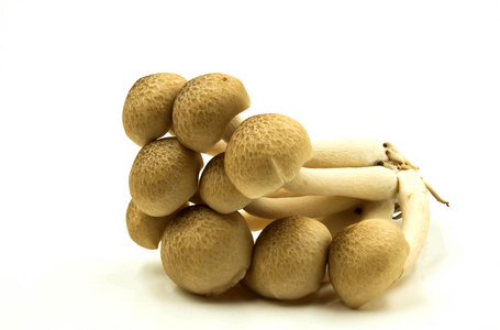 白色背景上的姬菇蘑菇