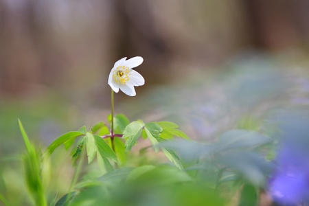 白莲花在春天森林