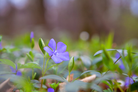 长春花未成年人或长春花在春天图片