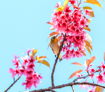 樱花树上的鸟