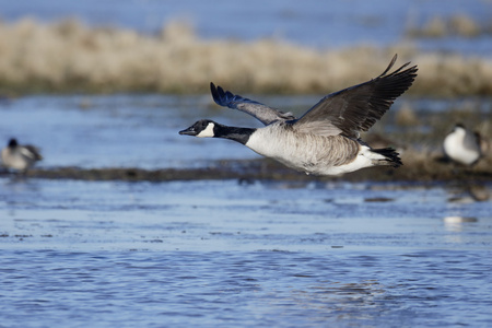 加拿大鹅，branta 黄花