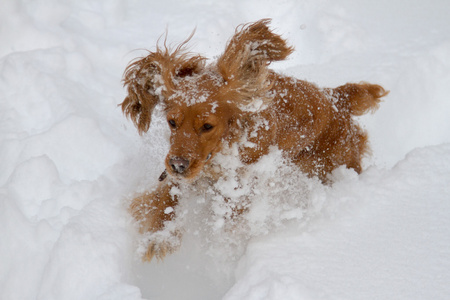 猎犬在雪中