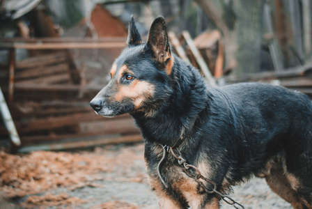 肮脏的狗东西在皮带上照片