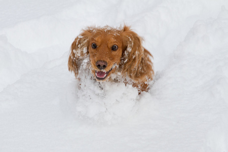 猎犬在雪中