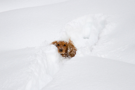 猎犬在雪中