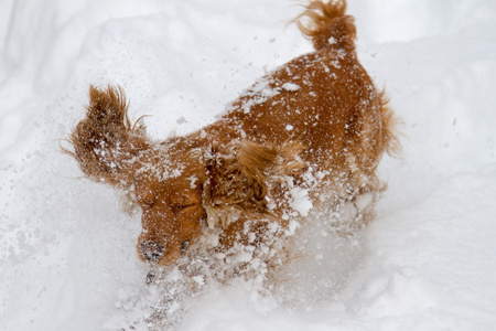 猎犬在雪中