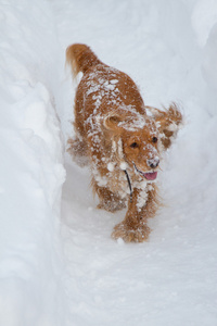 猎犬在雪中