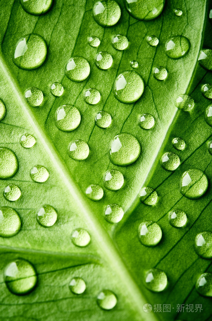 绿叶与水珠