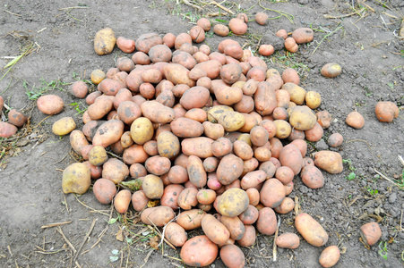 地上有很多土豆