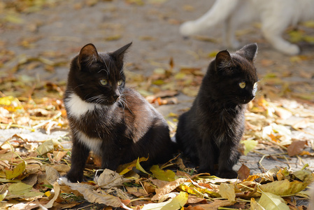 两只黑猫