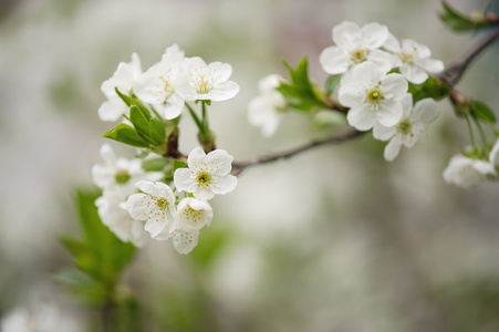 樱桃树花