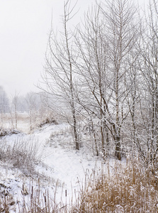 冬季景观与树木和雪