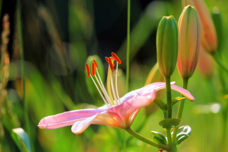 粉色百合花卉绿色背景