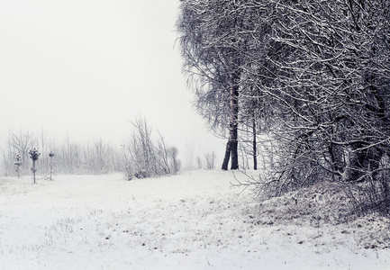 冬季景观与树木和雪图片