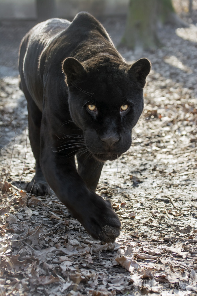 美洲豹(美洲豹)照片-正版商用图片1iaekh-摄图新视界