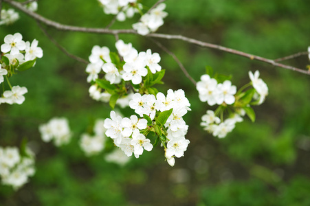 樱桃树花