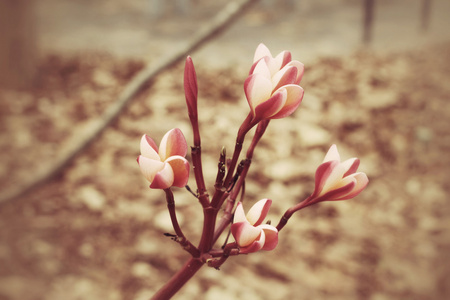 红鸡蛋花鲜花