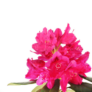 花粉红色 rhogodendron