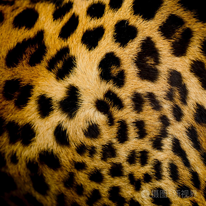 豹子毛皮背景