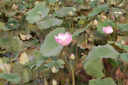 莲花莲花