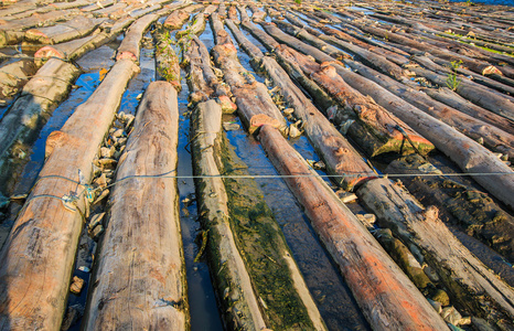 水中的一堆木头