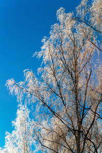 美丽的冬天风景与雪覆盖的树木