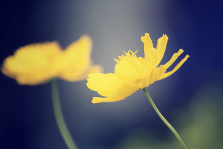 波斯菊花海