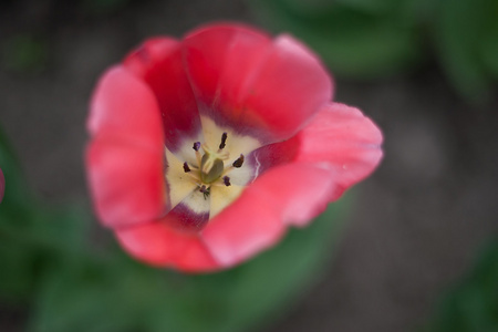 红色郁金香花园