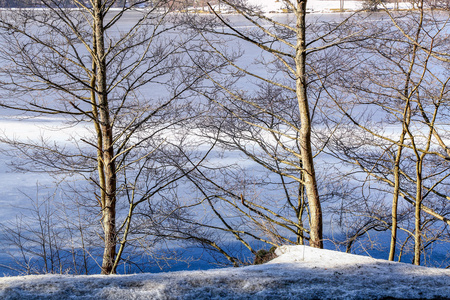 针叶树，背景在冰冻的湖面上特写
