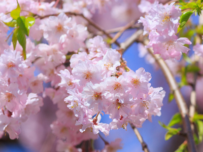 樱花樱花