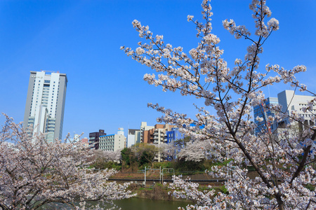 在日本，在东京的樱花
