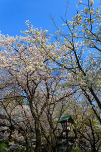 在日本，在东京的樱花