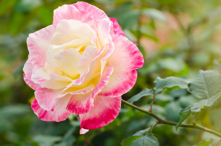 花园里的美丽粉红玫瑰花