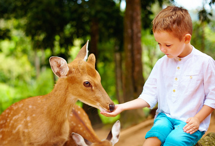 从手喂养年轻鹿的可爱男孩