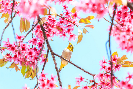樱花树上的鸟图片